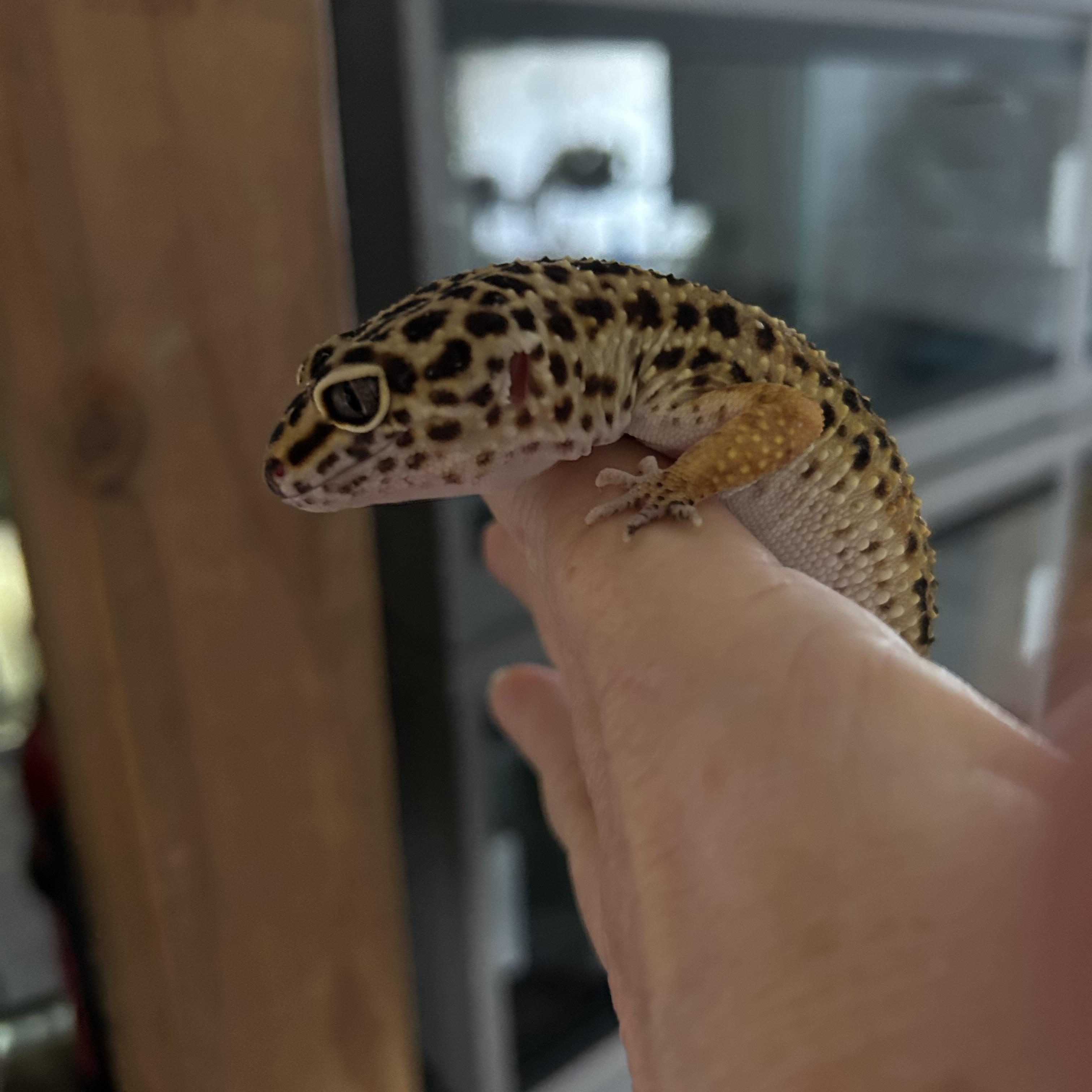 Leopard Gecko Larry, a Adoptable Gecko in Concord, CA image 2/3