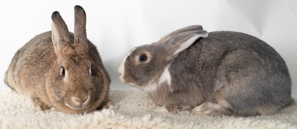 Spirit / Wind, Adoptable, Adult Female Bunny Rabbit.