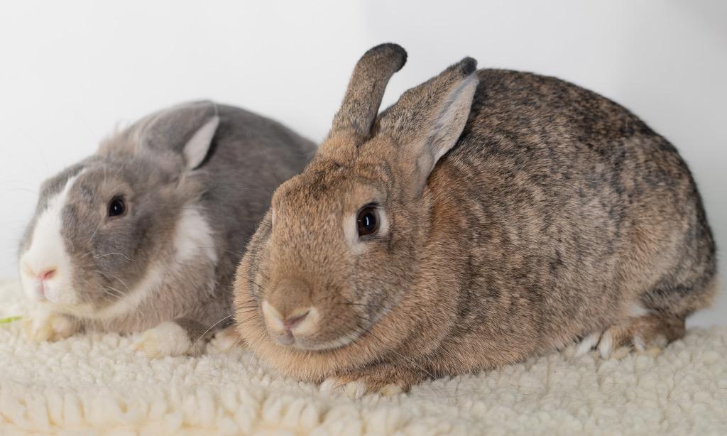 Enlarge Spirit / Wind, a Adoptable Bunny Rabbit in San Francisco, CA image 2/6
