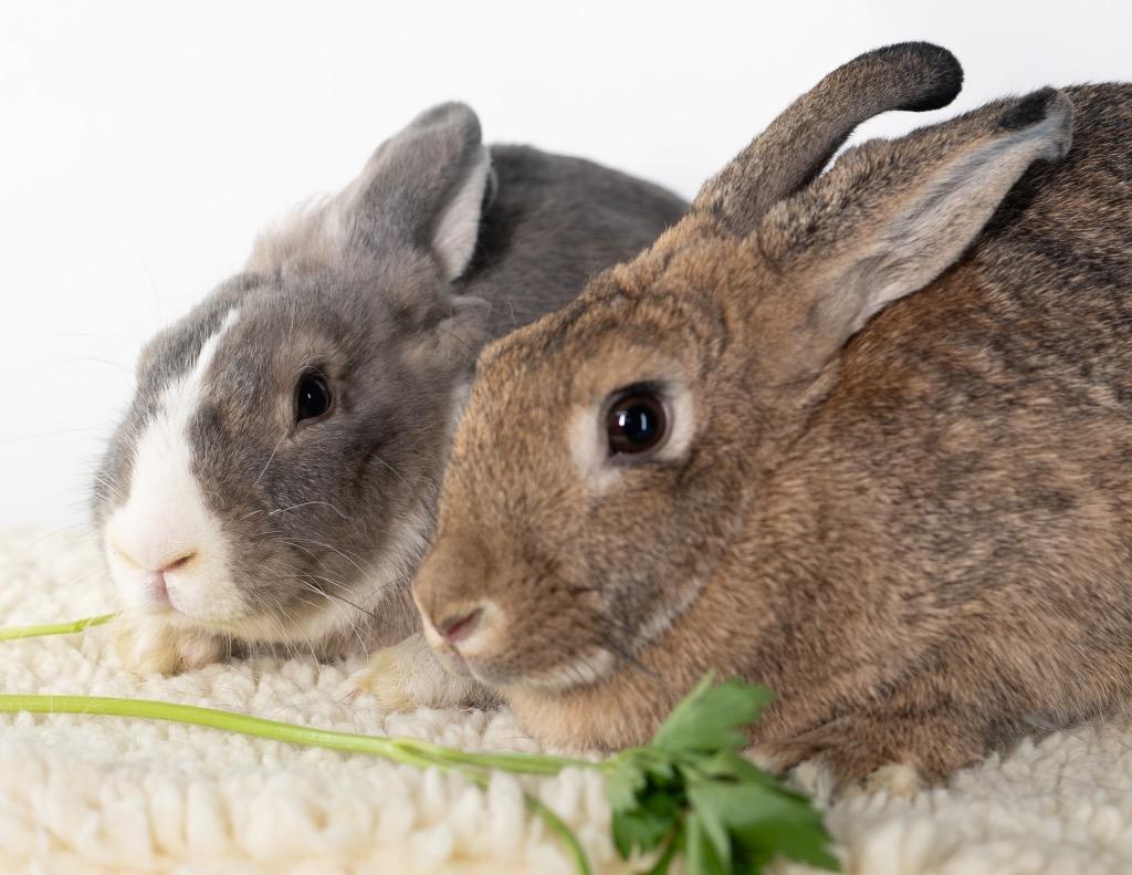 Enlarge Spirit / Wind, a Adoptable Bunny Rabbit in San Francisco, CA image 2/6