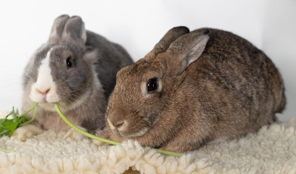 Enlarge Spirit / Wind, a Adoptable Bunny Rabbit in San Francisco, CA image 3/6