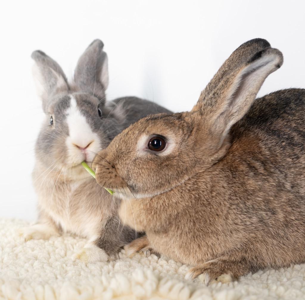 Enlarge Spirit / Wind, a Adoptable Bunny Rabbit in San Francisco, CA image 5/6