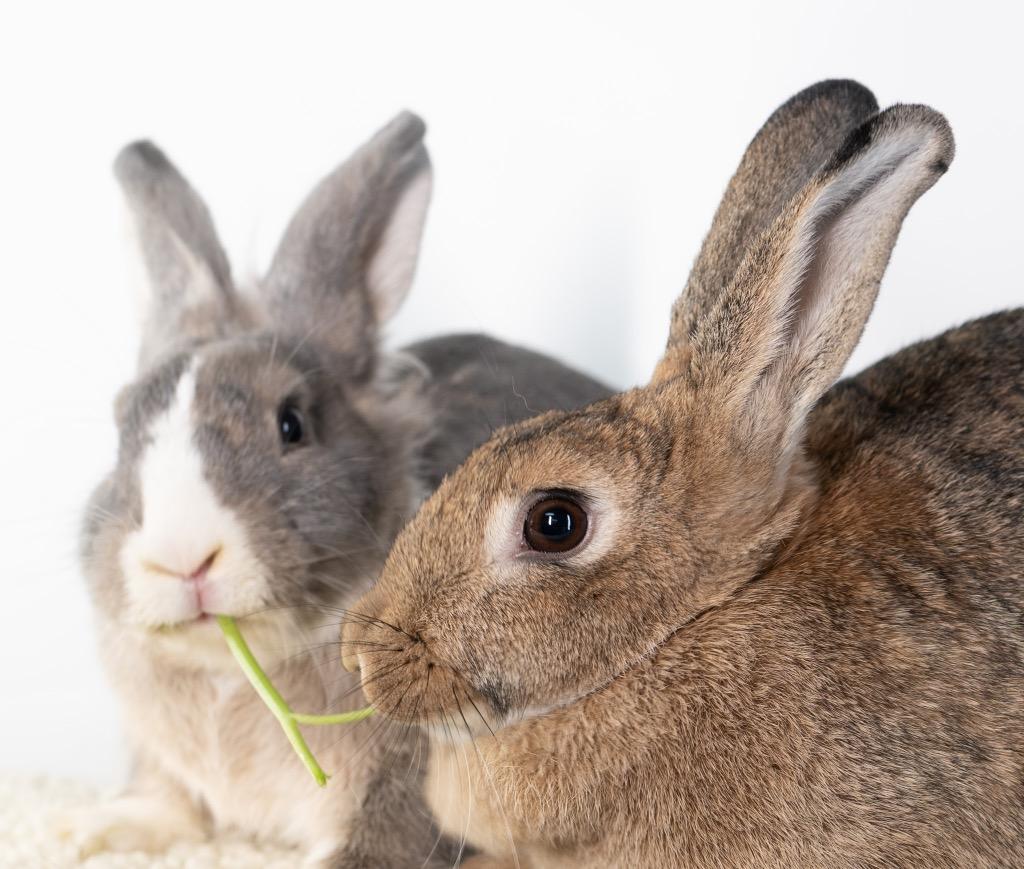 Enlarge Spirit / Wind, a Adoptable Bunny Rabbit in San Francisco, CA image 6/6