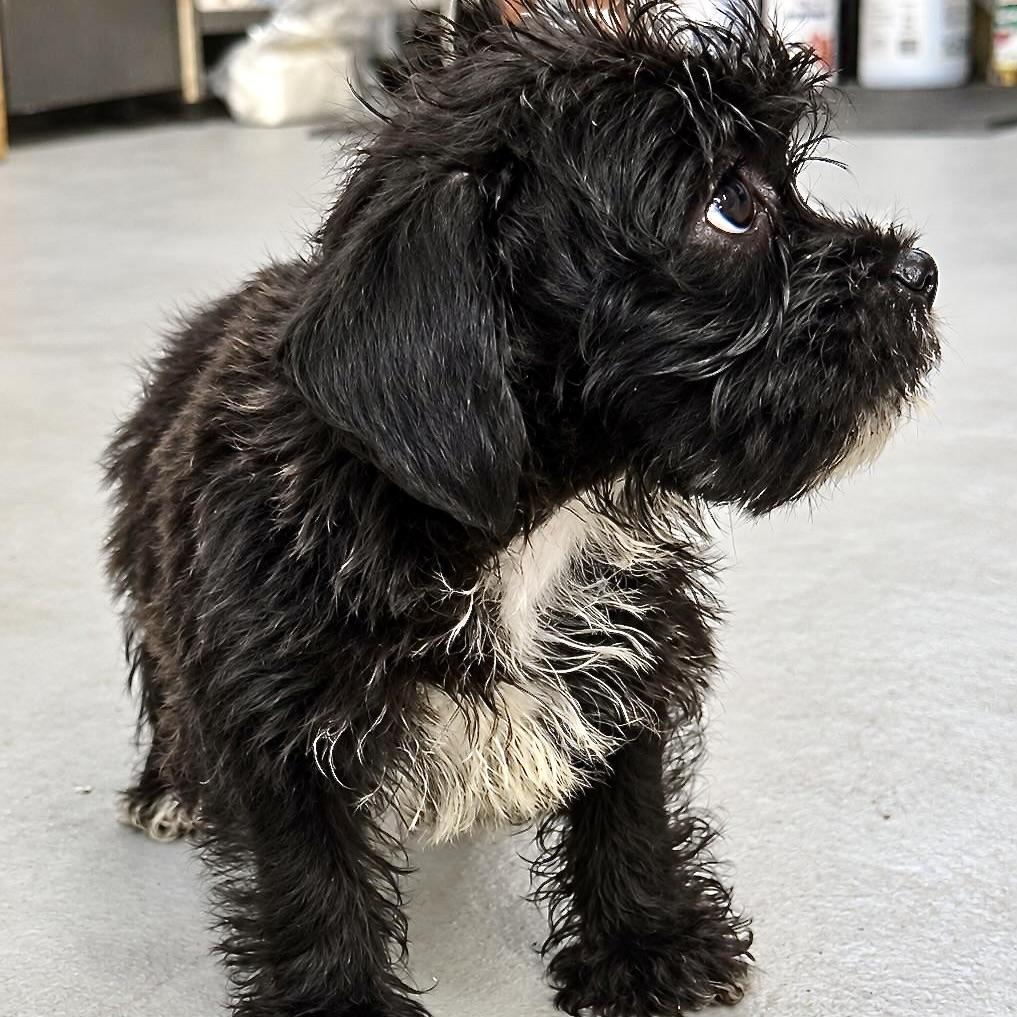 Enlarge Baby Walter, a Adoptable mixed breed in Salt Lake City, UT image 4/6