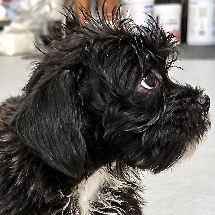 Enlarge Baby Walter, a Adoptable mixed breed in Salt Lake City, UT image 5/6