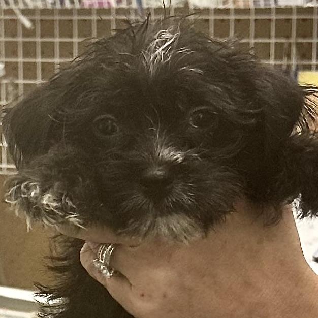 Enlarge Baby Walter, a Adoptable mixed breed in Salt Lake City, UT image 2/6