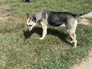Enlarge DUCHESS - TRANSPORT AVAILABLE, a Adoptable mixed breed in Putnam, CT image 2/6
