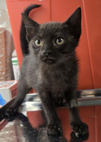Christina Yang, Adoptable, Kitten Female Domestic Short Hair & Domestic Short Hair.