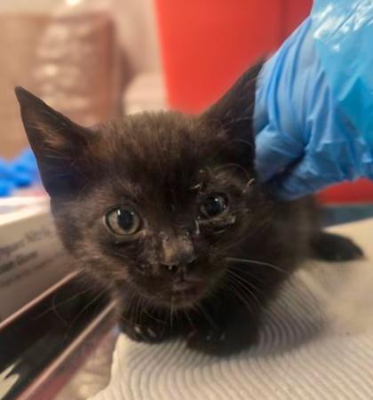 Christina Yang, a Adoptable mixed breed in Fresno, CA image 2/3
