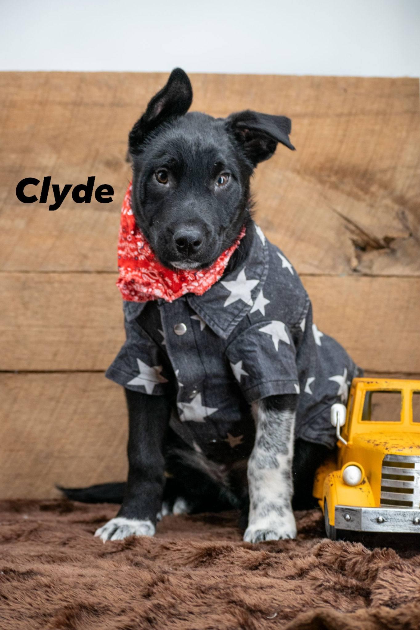 Enlarge Clyde, a ADOPTABLE mixed breed in Sevierville, TN image 1/4