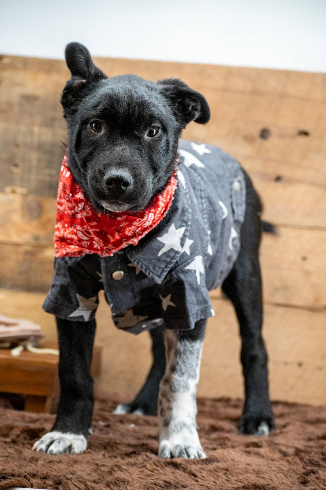 Enlarge Clyde, a ADOPTABLE mixed breed in Sevierville, TN image 2/4