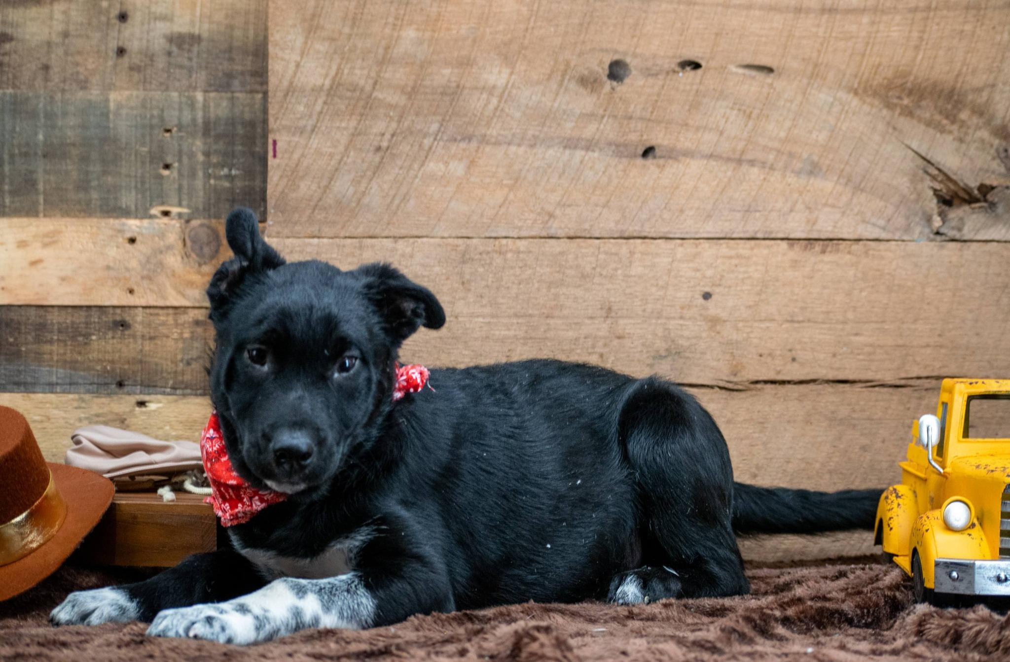 Enlarge Clyde, a ADOPTABLE mixed breed in Sevierville, TN image 3/4