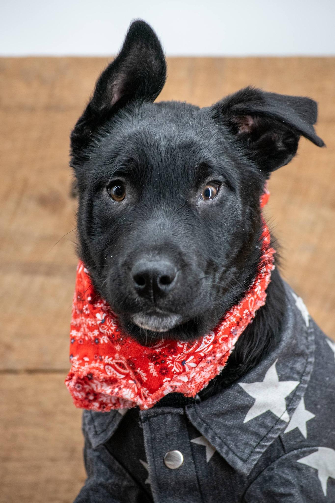 Enlarge Clyde, a ADOPTABLE mixed breed in Sevierville, TN image 4/4