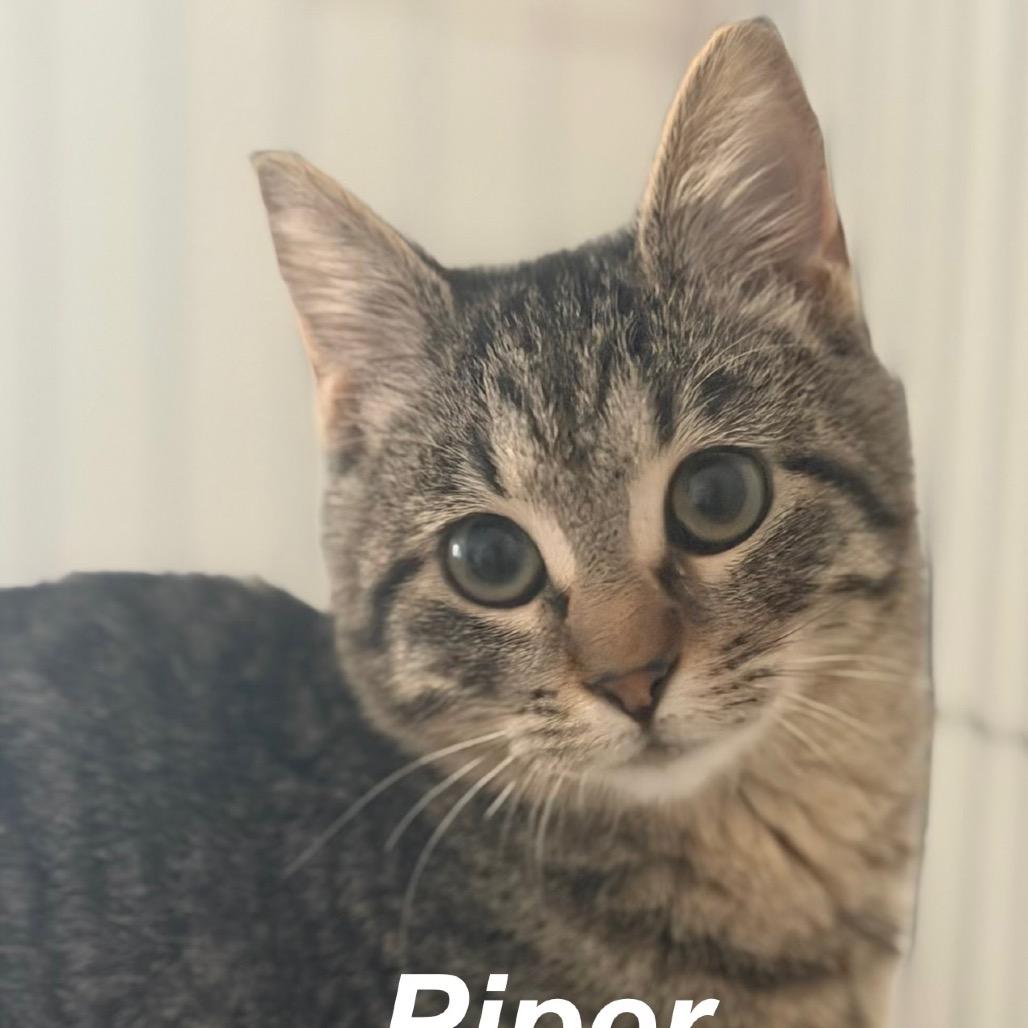 Piper, Adoptable, Kitten Female Domestic Short Hair.