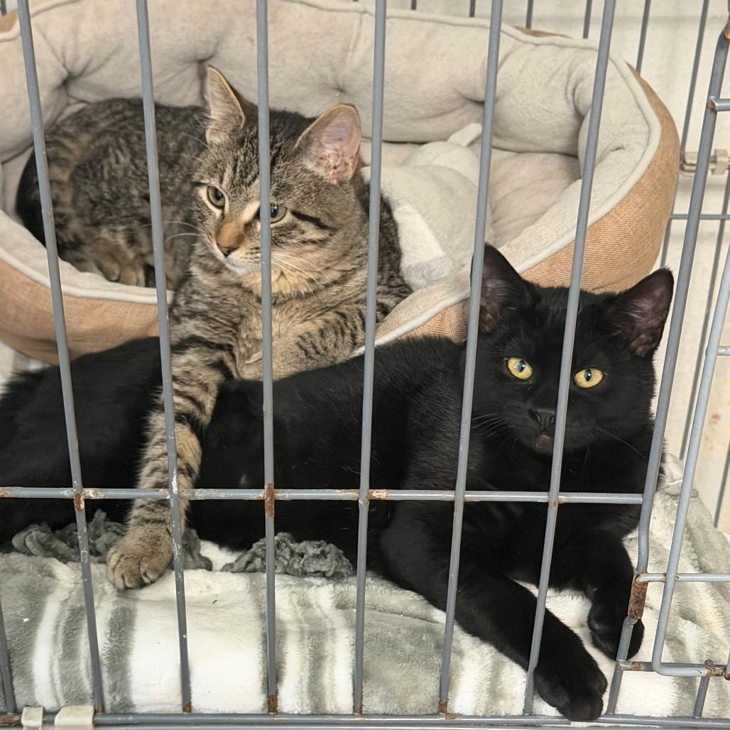 Enlarge Piper, a Adoptable Domestic Short Hair in Wiggins, MS image 2/3