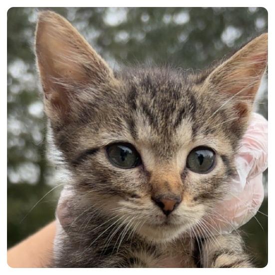 Enlarge Piper, a Adoptable Domestic Short Hair in Wiggins, MS image 3/3