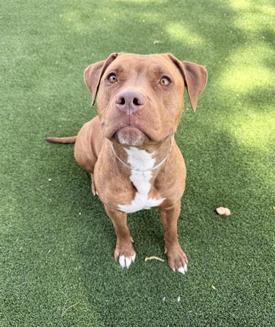 RUBY, Adoptable, Adult Female Pit Bull Terrier.