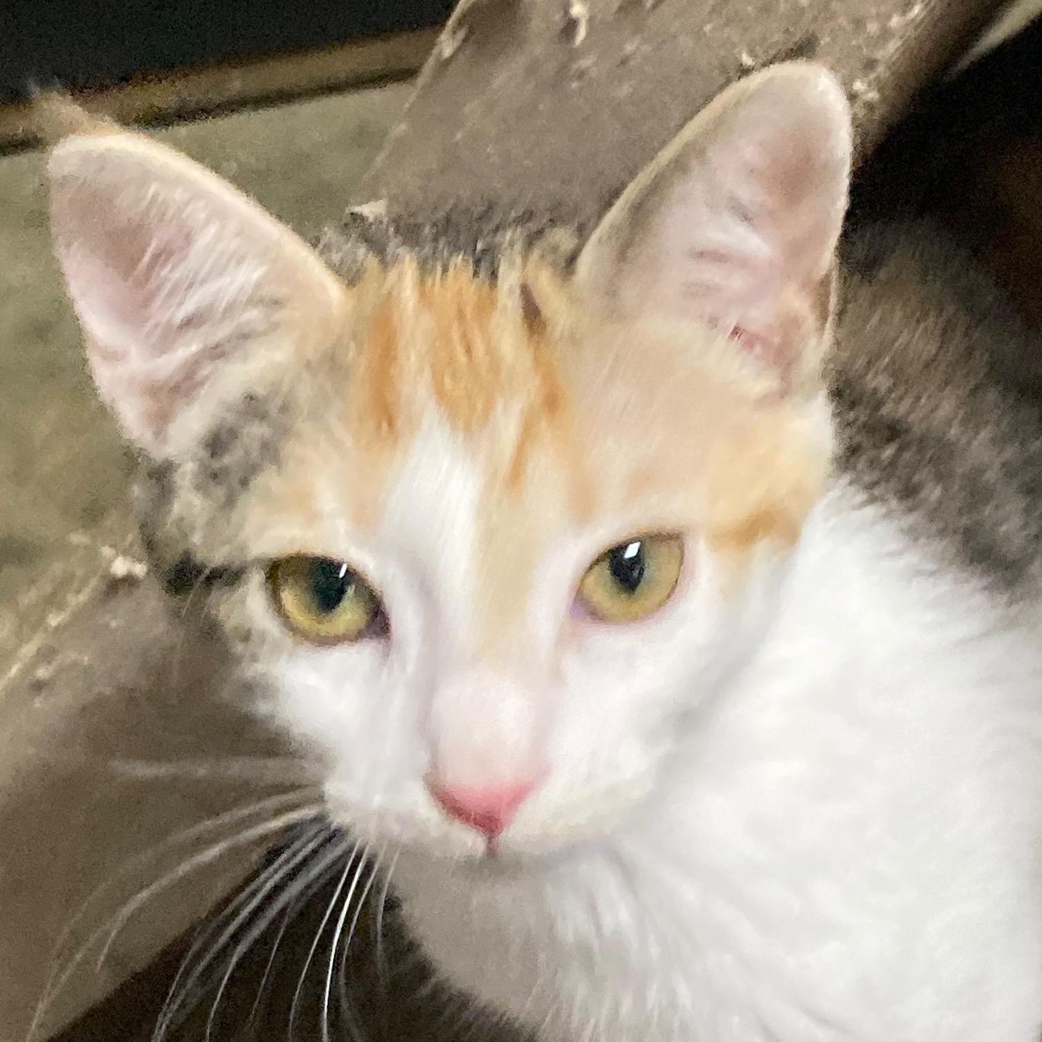 Enlarge CUPCAKE, an adopted mixed breed in Watkinsville, GA image 5/6