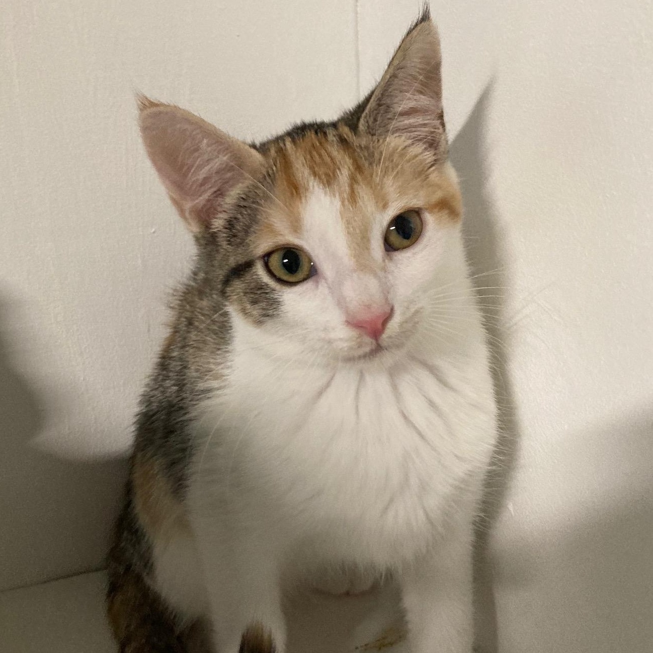 Enlarge CUPCAKE, an adopted mixed breed in Watkinsville, GA image 1/6