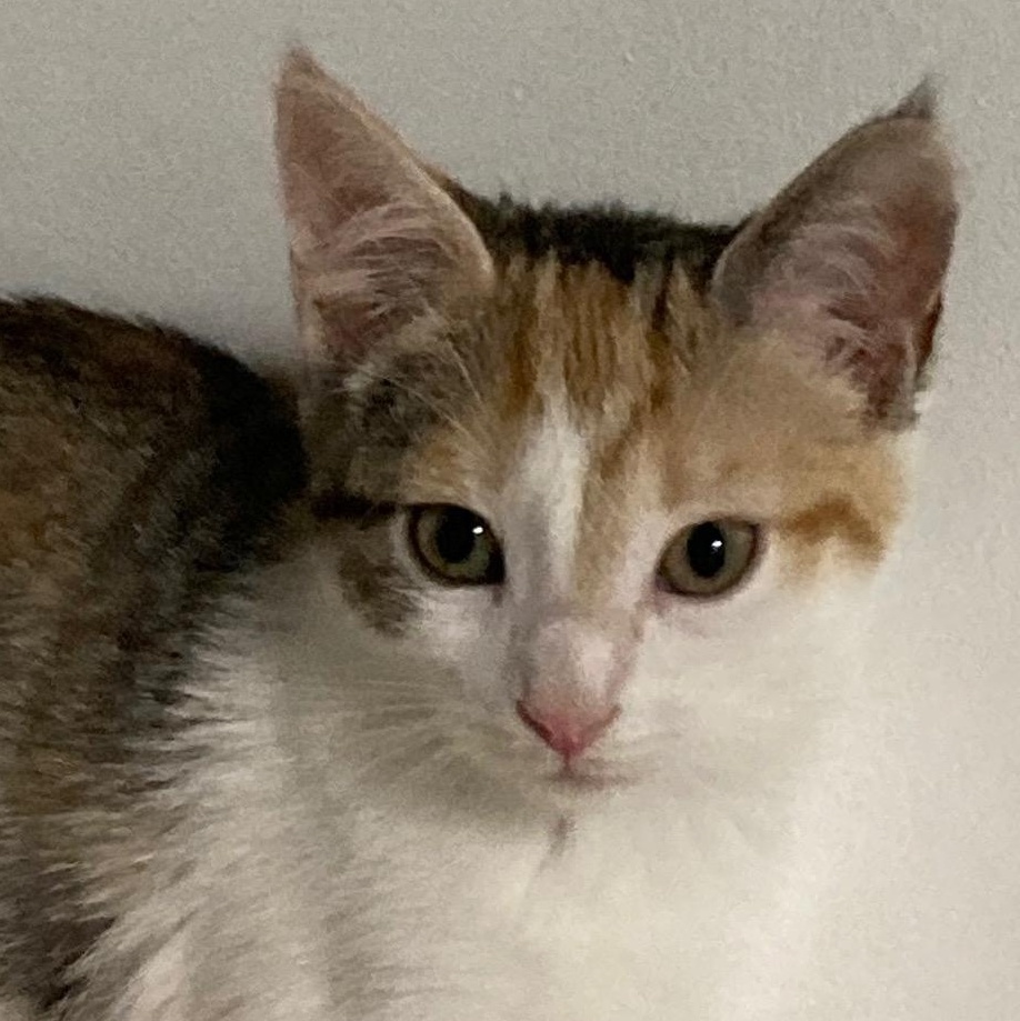 Enlarge CUPCAKE, an adopted mixed breed in Watkinsville, GA image 2/6
