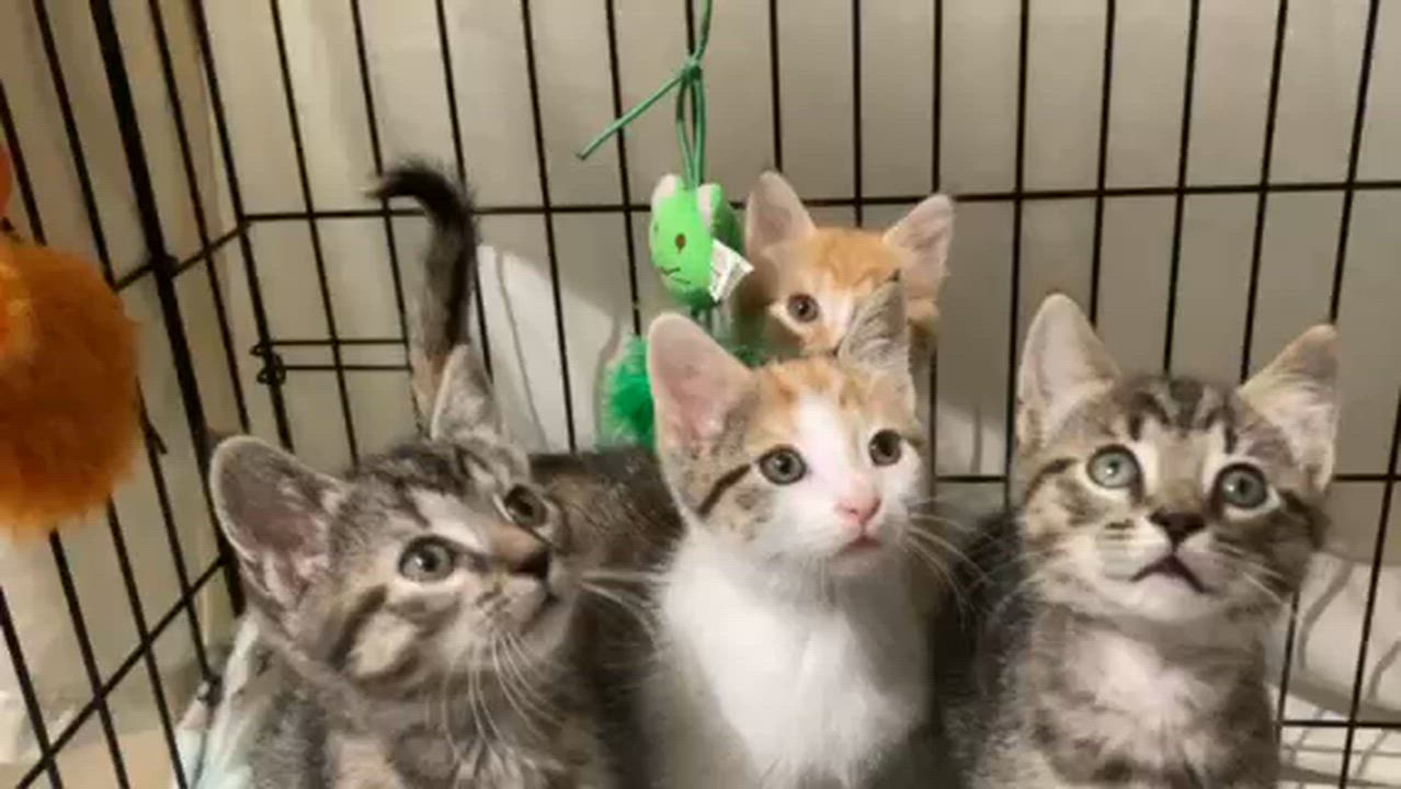 Enlarge CUPCAKE, an adopted mixed breed in Watkinsville, GA video 6/6