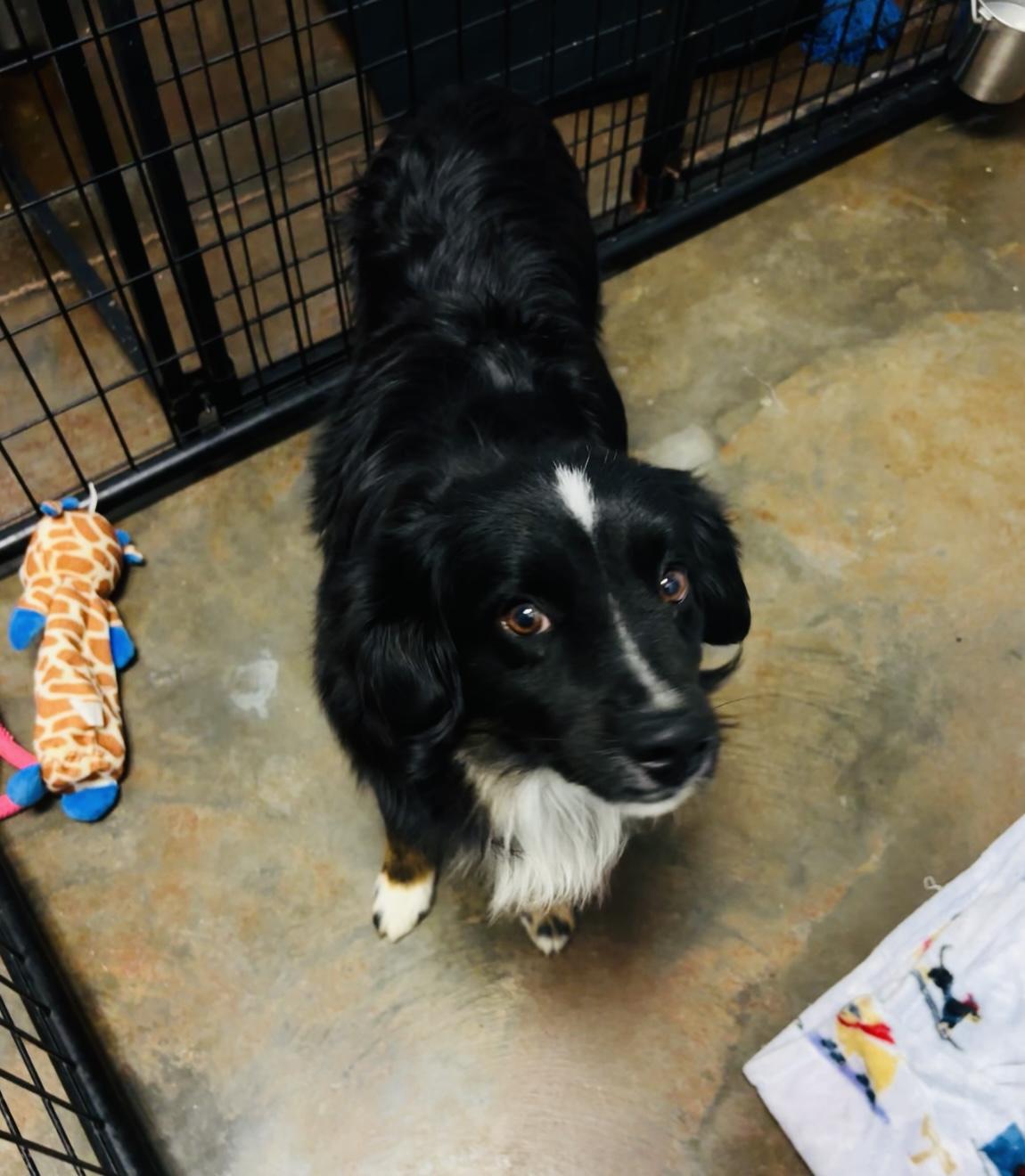 Casanova, Adoptable, Adult Male Australian Shepherd.