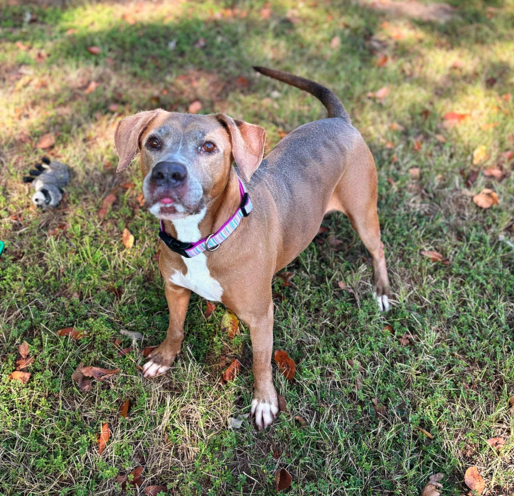 Enlarge Paige, a Adoptable mixed breed in Lufkin, TX image 1/4