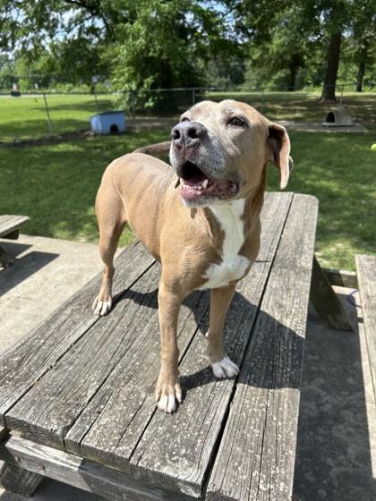 Paige, an adoptable Pit Bull Terrier in Lufkin, TX, 75904 | Photo Image 1