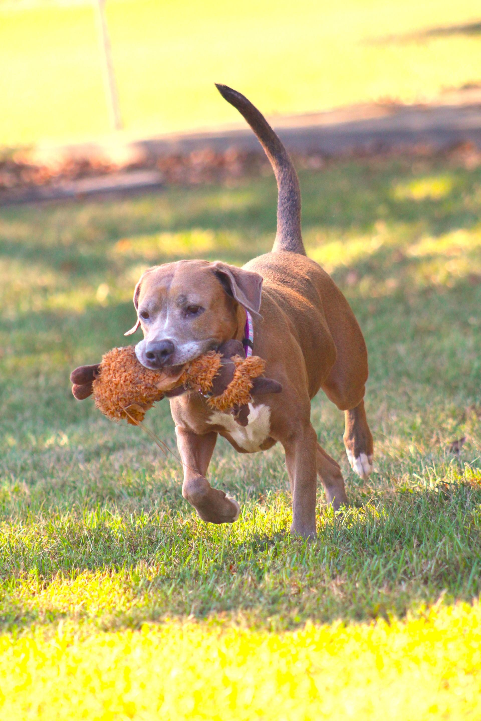 Enlarge Paige, a Adoptable mixed breed in Lufkin, TX image 3/4