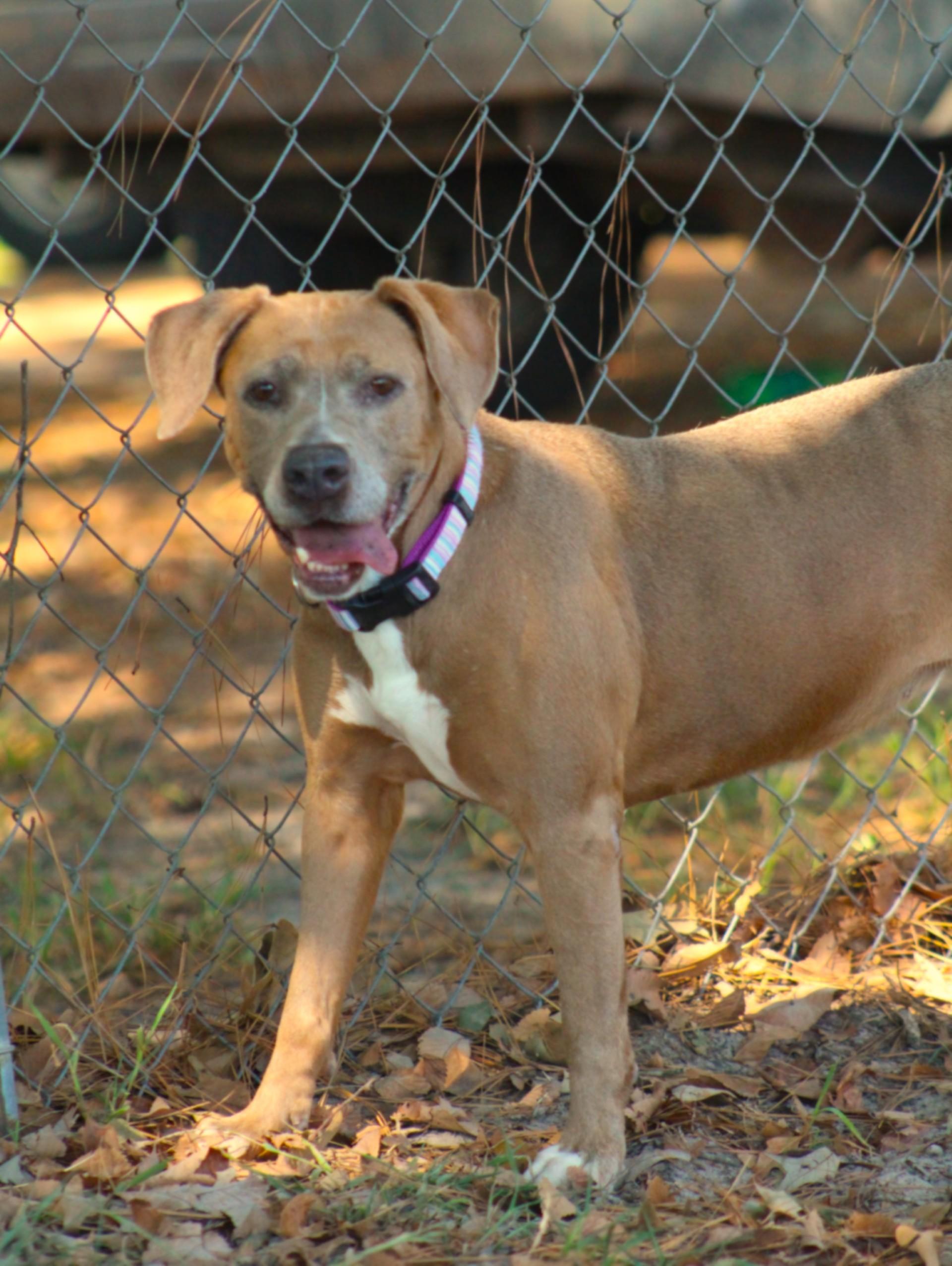 Enlarge Paige, a Adoptable mixed breed in Lufkin, TX image 4/4