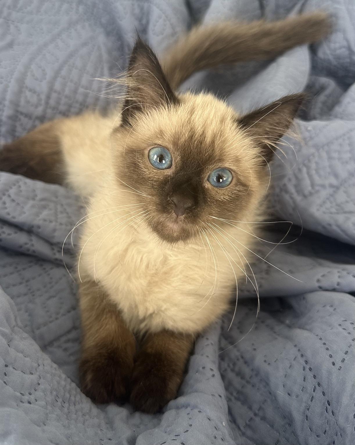 Pikmin, a Adoptable mixed breed in Carlsbad, CA image 3/4