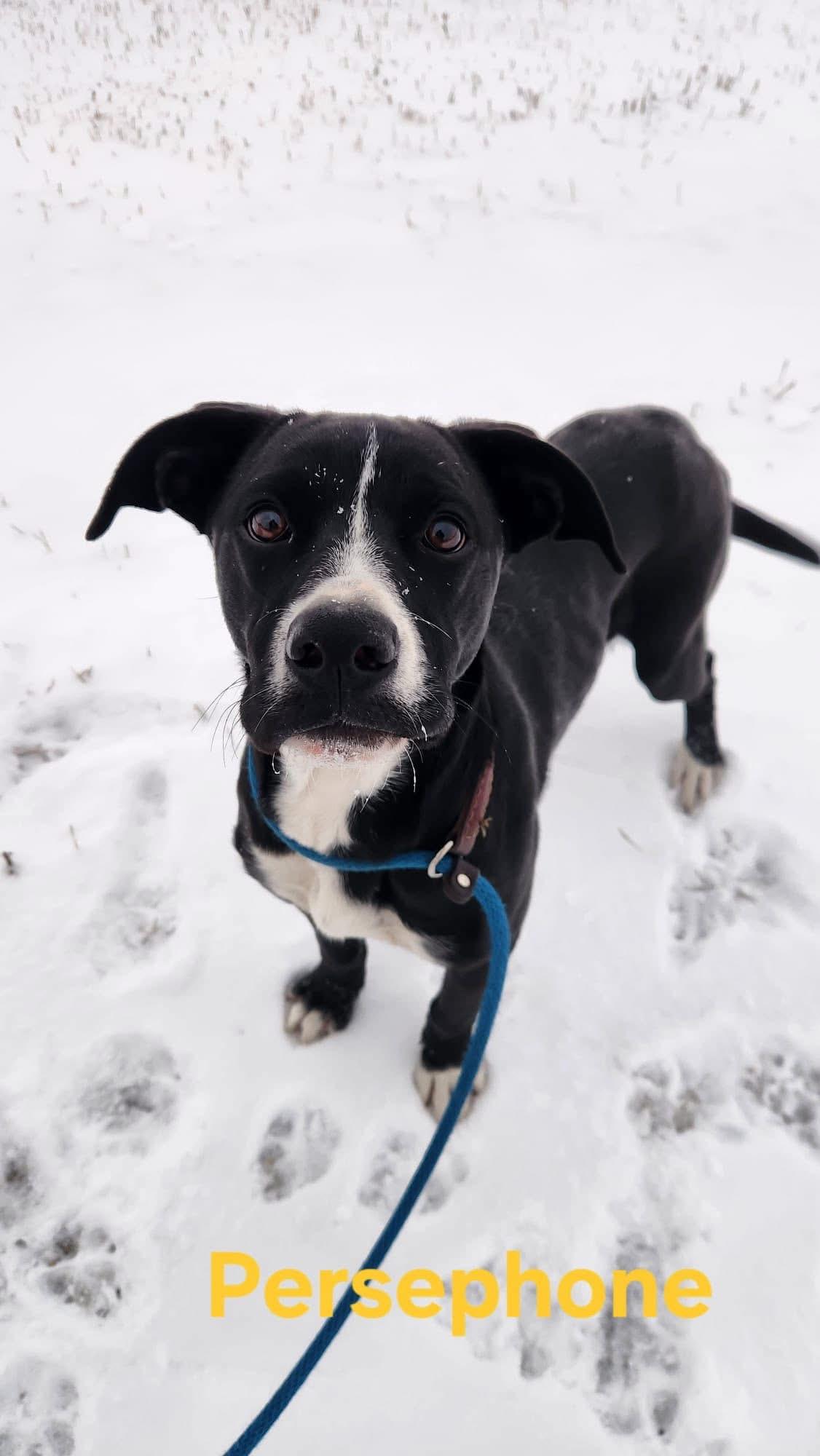 Persephone, a Adoptable mixed breed in Humboldt , SK image 1/3