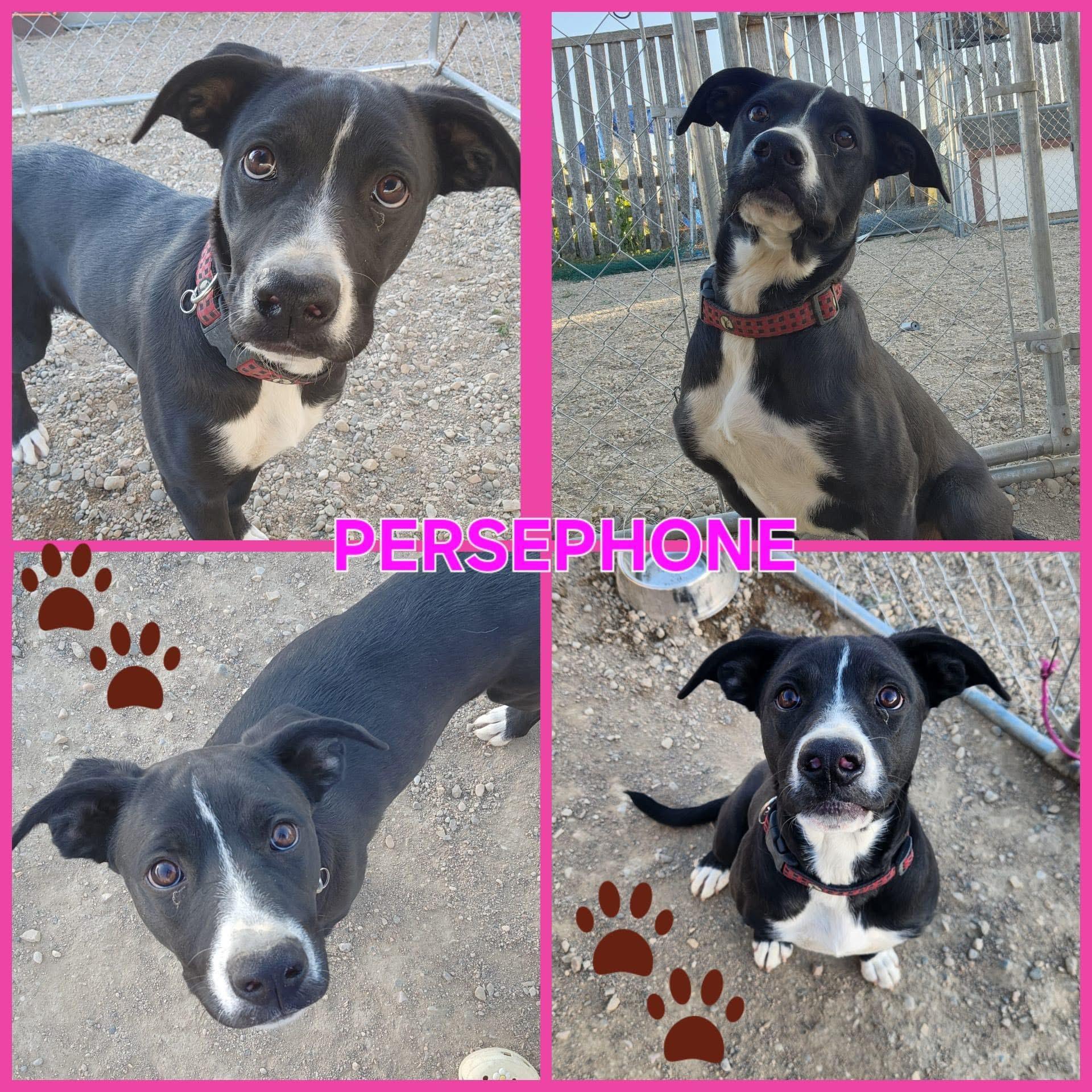 Persephone, Adoptable, Young Female Boxer & Labrador Retriever.