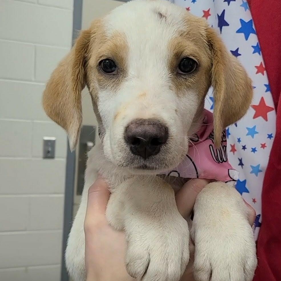 Helaena, adopted, Young Female Pointer.