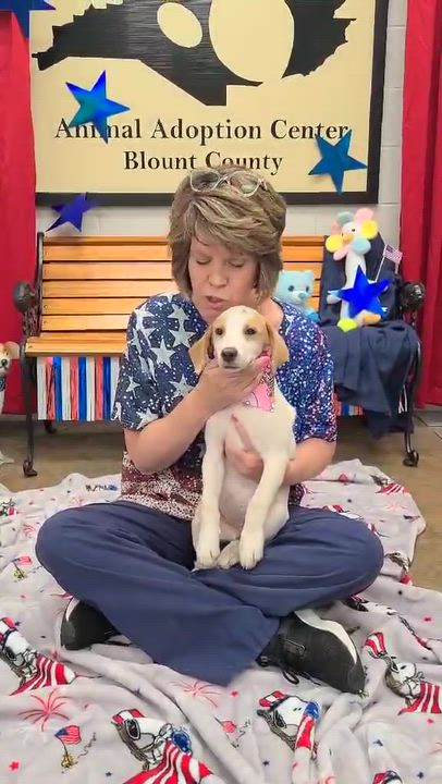 Enlarge Helaena, an adopted mixed breed in Woolwich, ME video 4/4