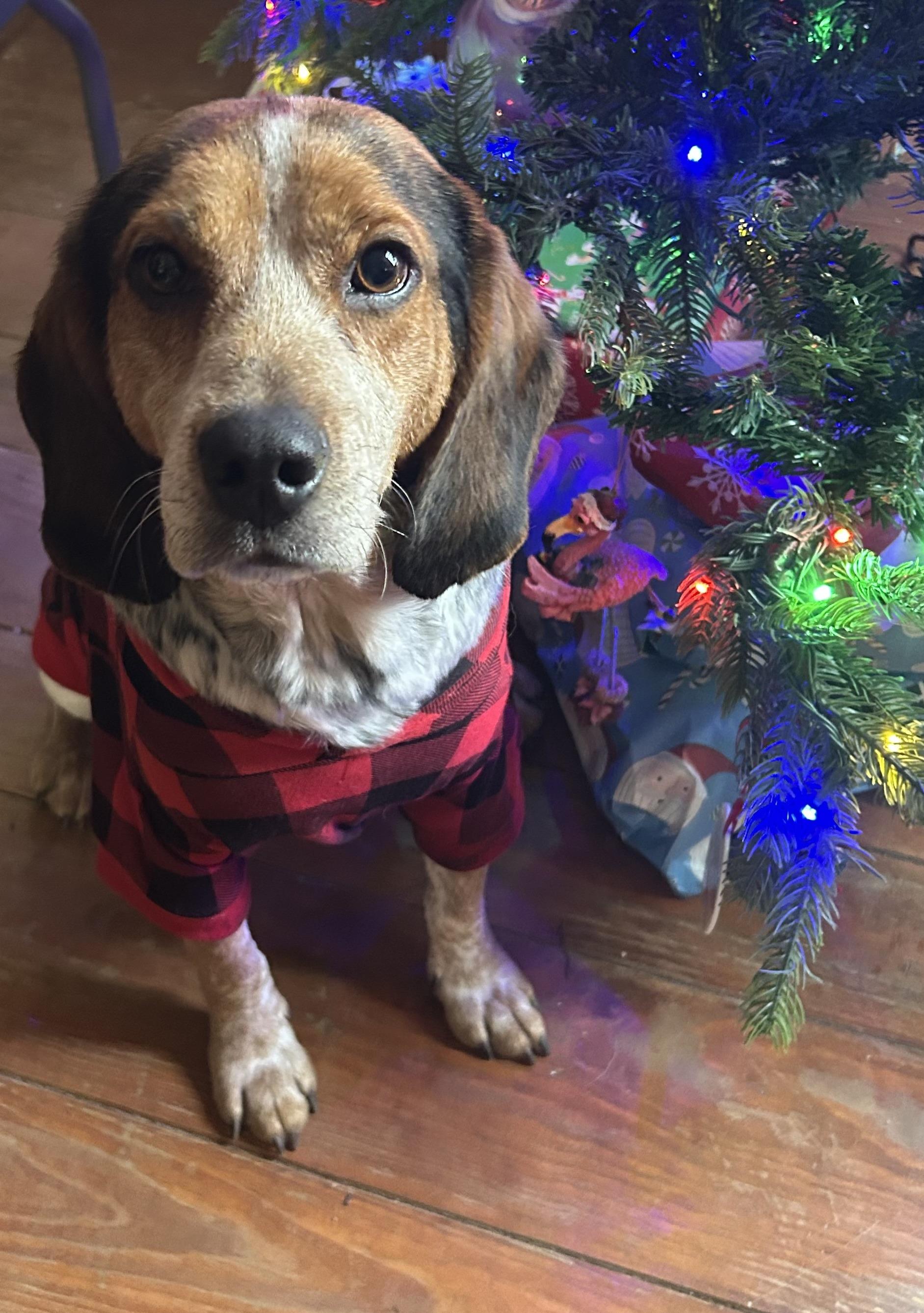 Enlarge Luke, a ADOPTABLE Beagle in Lexington, MA image 3/3