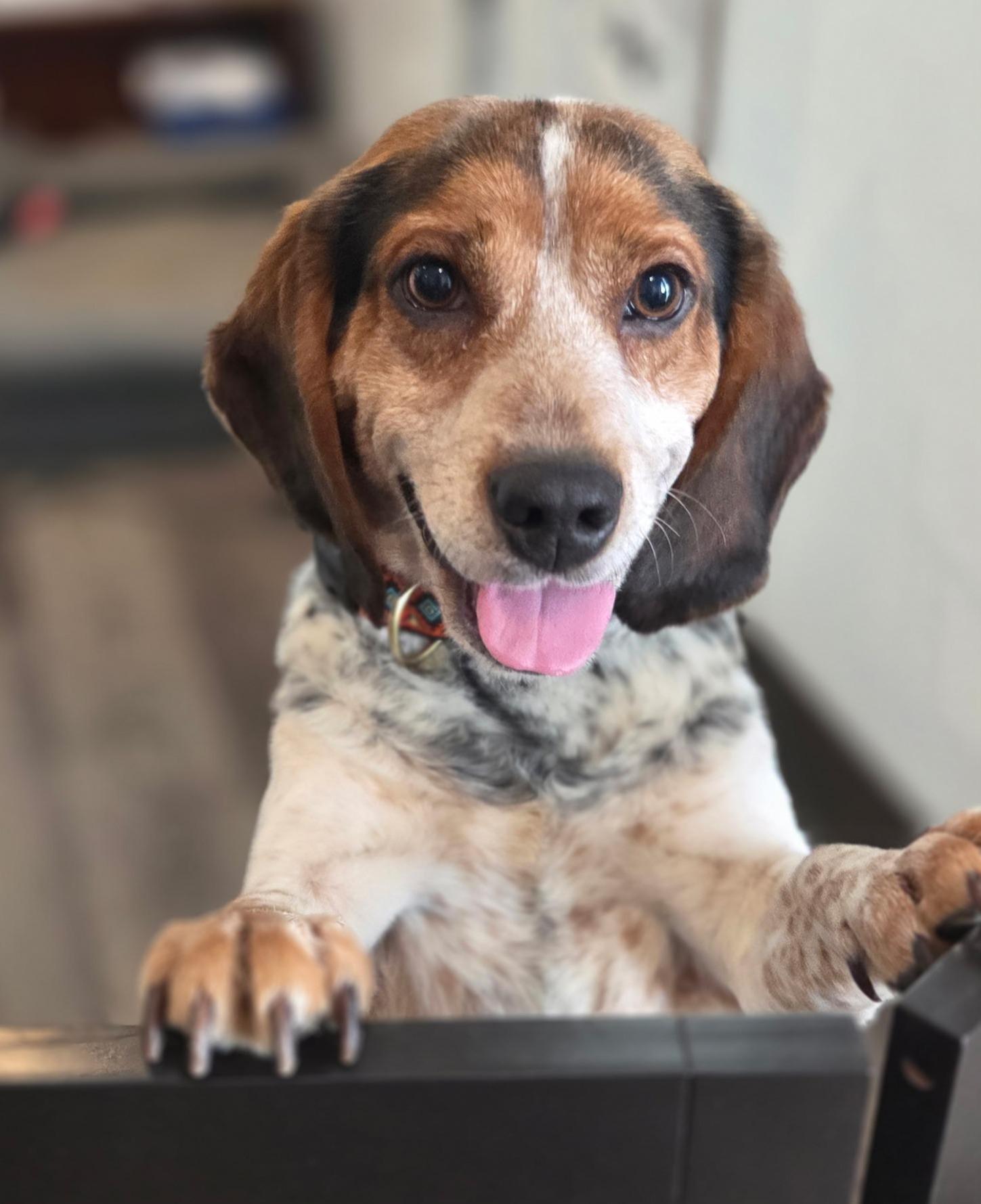 Enlarge Luke, a ADOPTABLE Beagle in Lexington, MA image 1/3