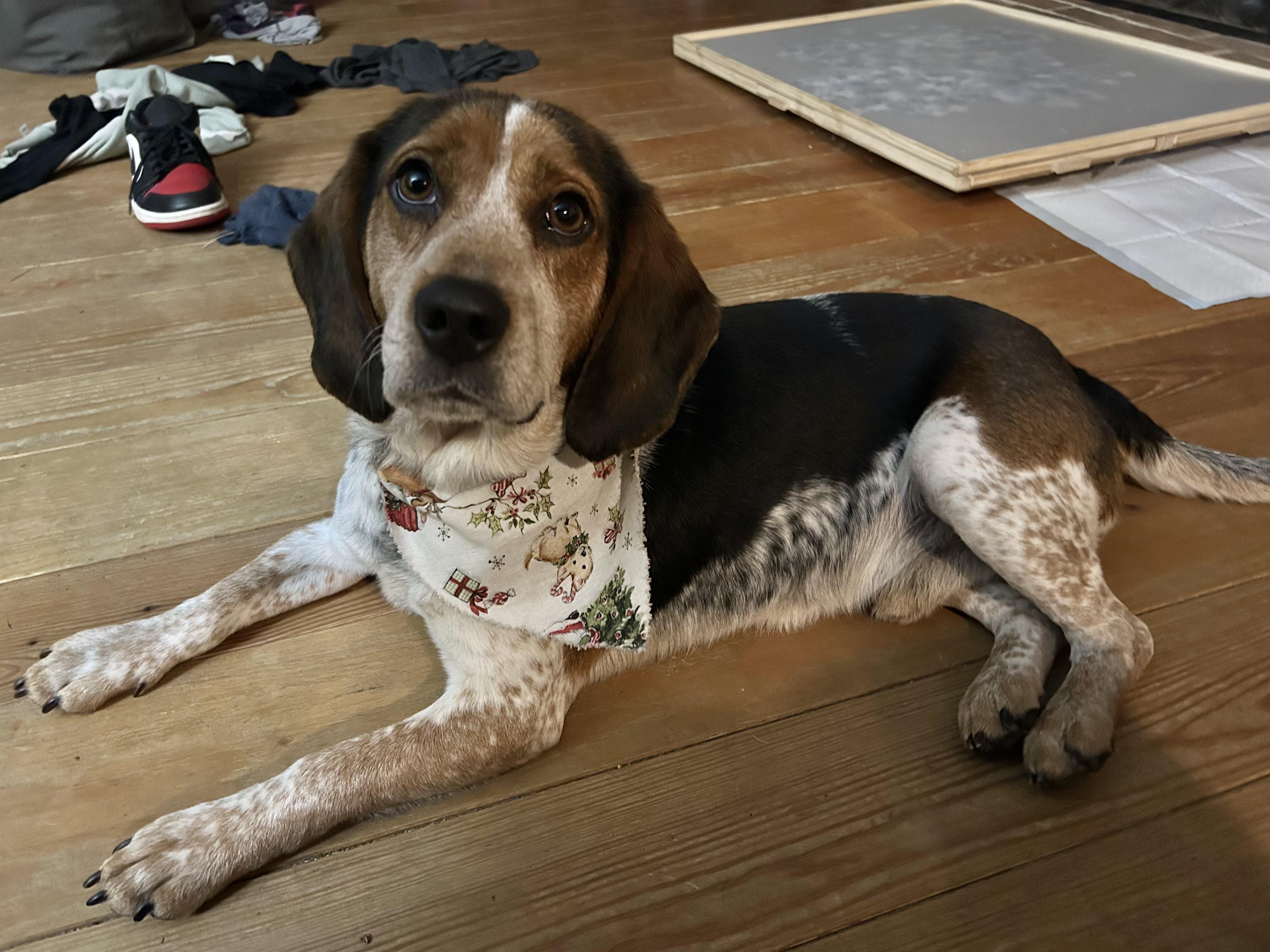Enlarge Luke, a ADOPTABLE Beagle in Lexington, MA image 2/3