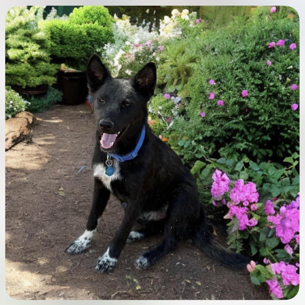 Knox, Adoptable, Young Male Border Collie & Shepherd.