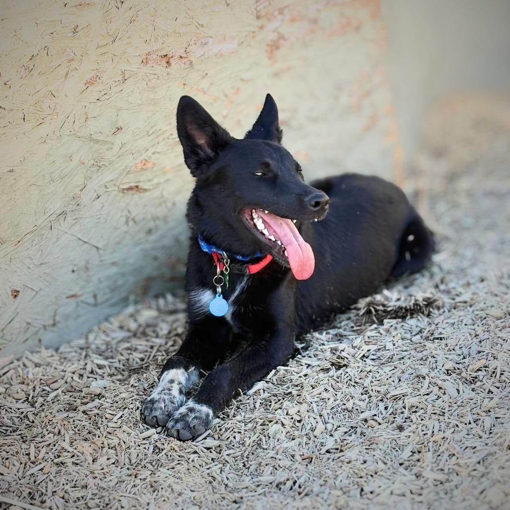 Knox, Adoptable, Young Male Border Collie & Shepherd.