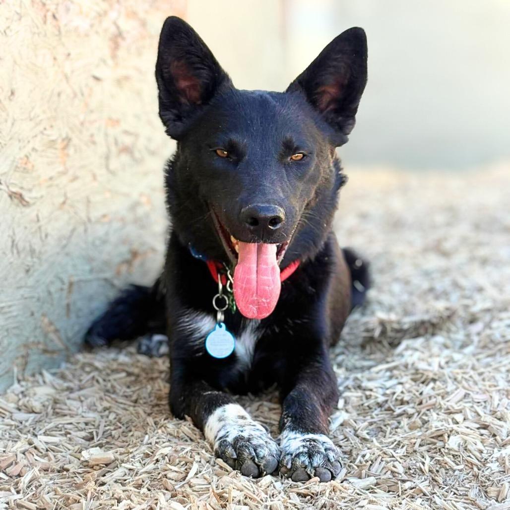 Enlarge Knox, a Adoptable mixed breed in Phoenix, AZ image 2/2