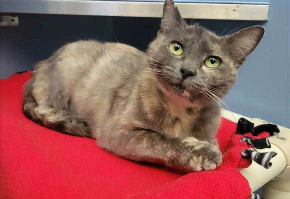 Enlarge Mulan ***FIV+, a Adoptable mixed breed in Concord, CA image 1/1