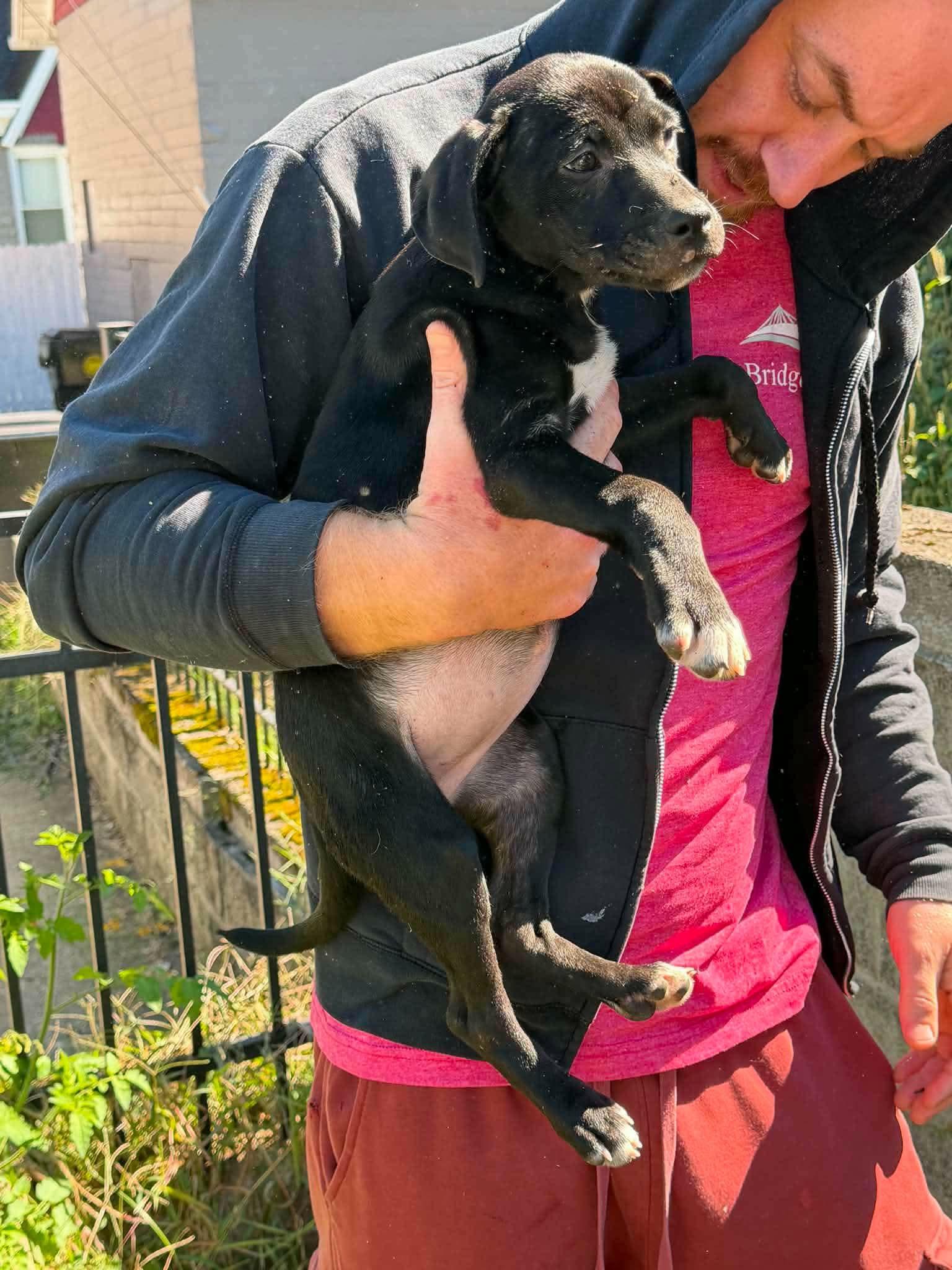 Enlarge Britt (Puppy 2 with Karen P), a Adoptable mixed breed in Lewis Center, OH image 1/4