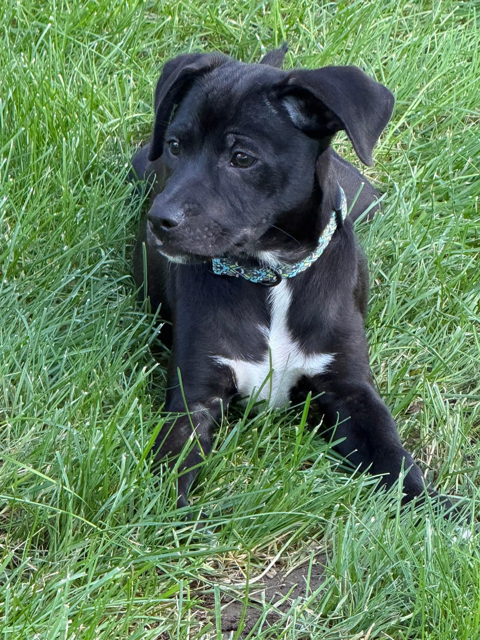 Enlarge Britt (Puppy 2 with Karen P), a Adoptable mixed breed in Lewis Center, OH image 2/4