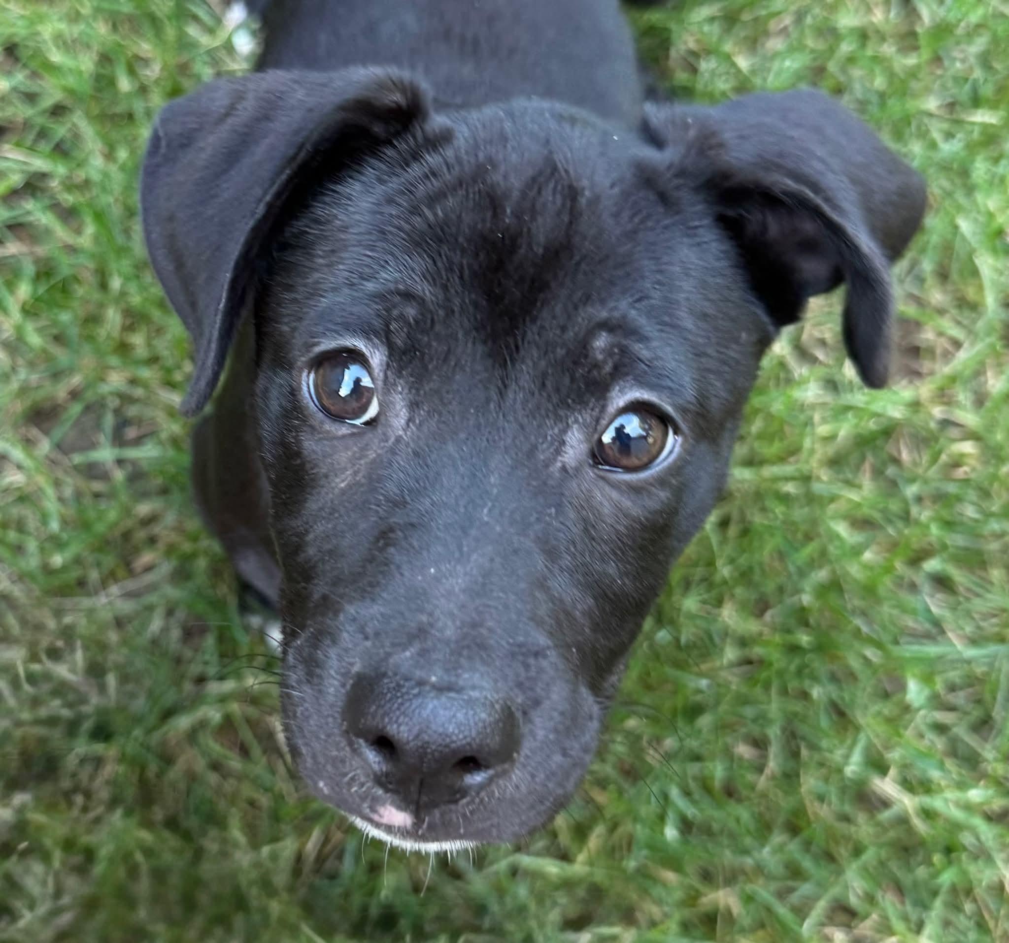 Enlarge Britt (Puppy 2 with Karen P), a Adoptable mixed breed in Lewis Center, OH image 3/4