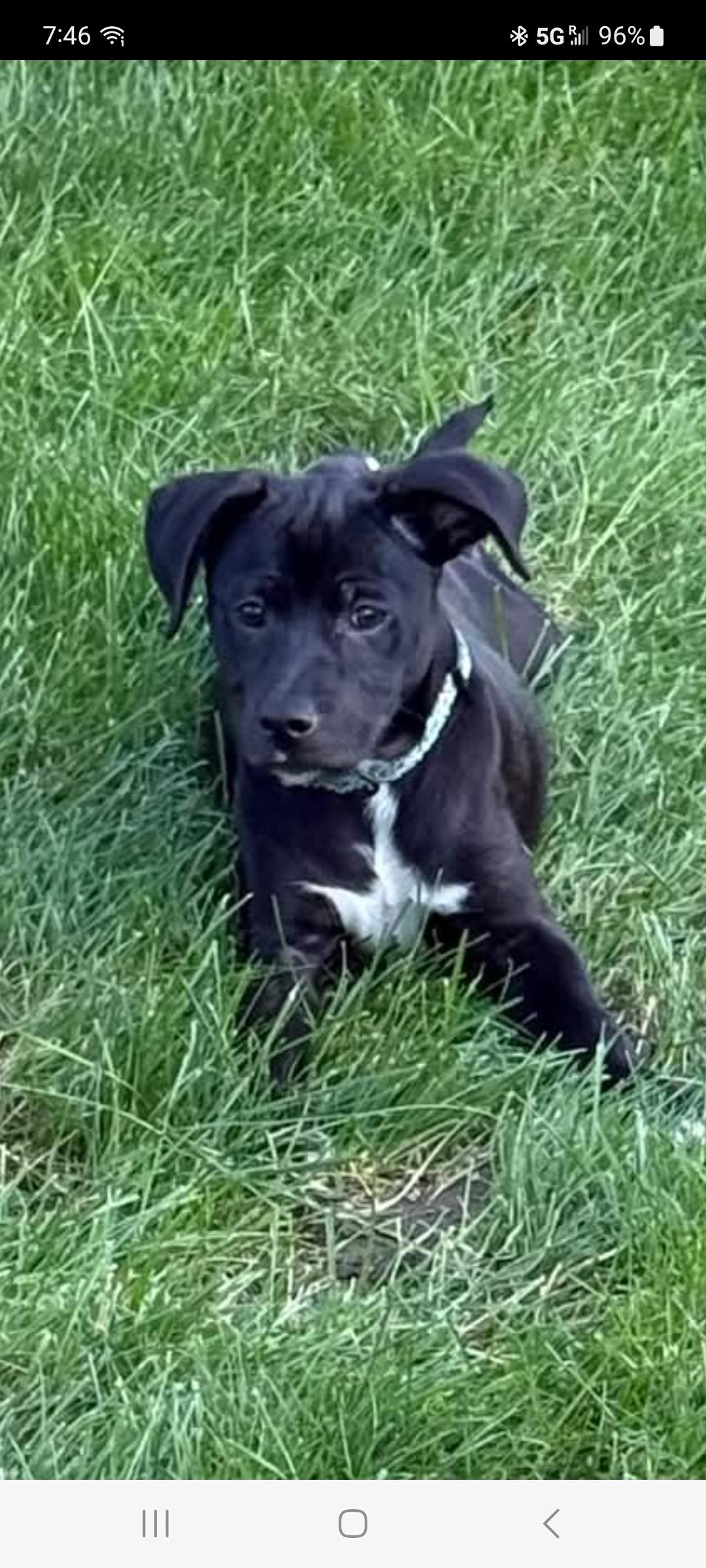 Enlarge Britt (Puppy 2 with Karen P), a Adoptable mixed breed in Lewis Center, OH image 4/4