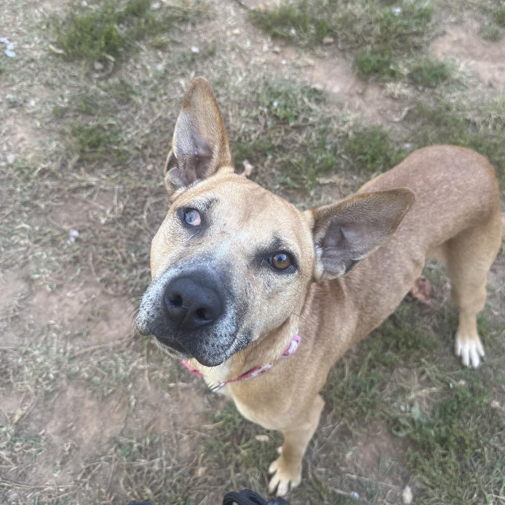 Pumpkin Roll, Adoptable, Senior Female Shepherd & Carolina Dog.