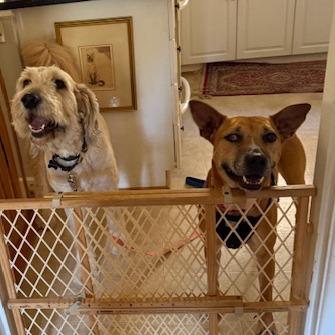 Enlarge Pumpkin Roll, a Adoptable mixed breed in Sherwood, OR image 2/6