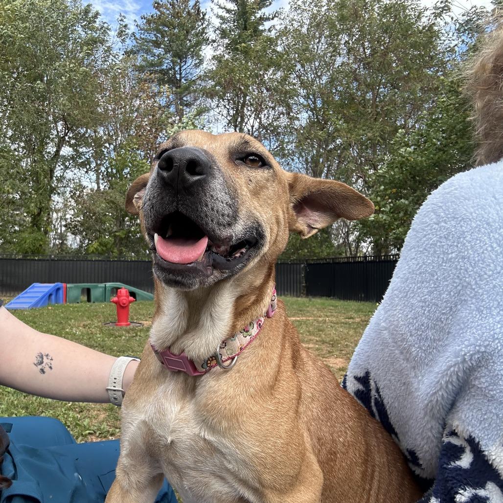 Enlarge Pumpkin Roll, a Adoptable mixed breed in Sherwood, OR image 3/6