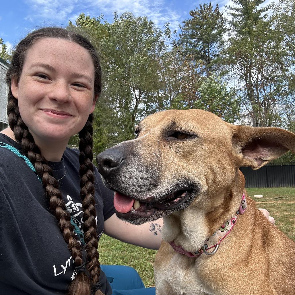 Enlarge Pumpkin Roll, a Adoptable mixed breed in Sherwood, OR image 4/6
